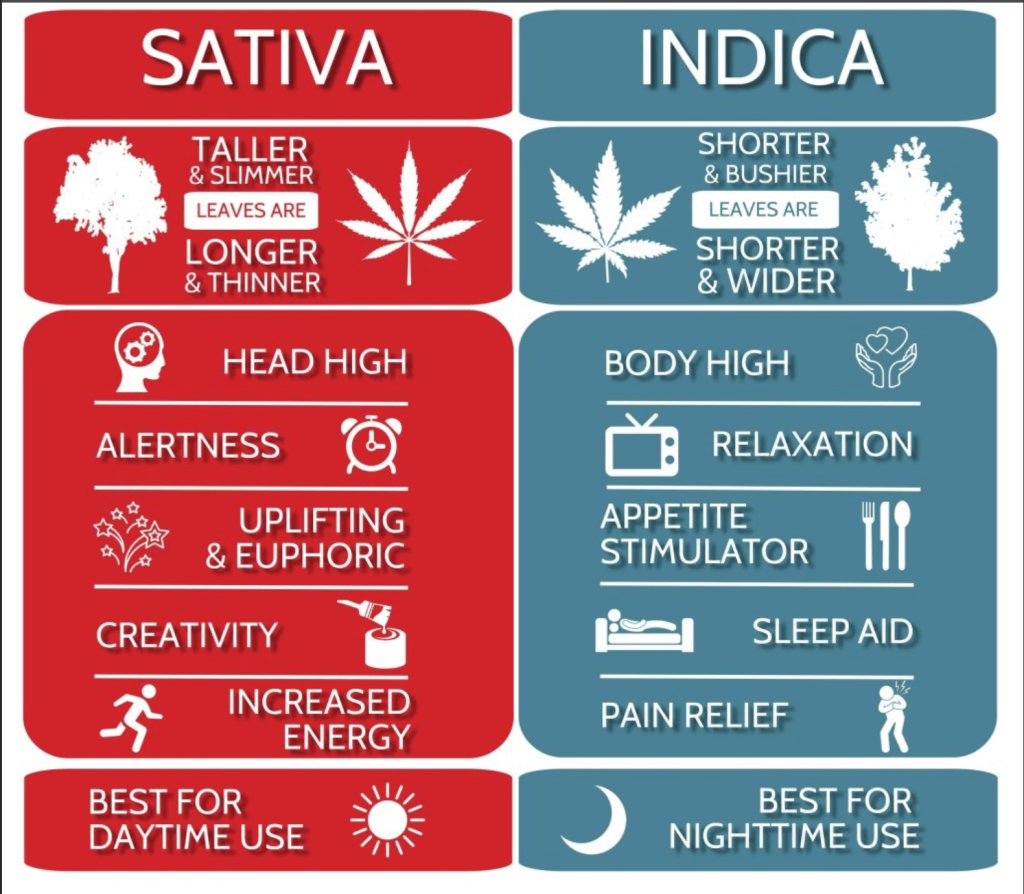 Weed, THC, and CBD - image1